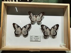 -四川宋瓷博物馆