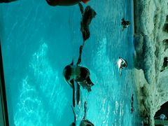 -广东省拱北口岸中国旅行社(华宾营业部)