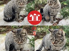 -静安公园(静安寺街道)