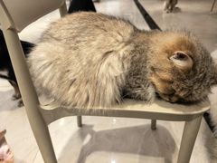-滚猫咖啡·猫咖·猫友好撸猫(未来城店)