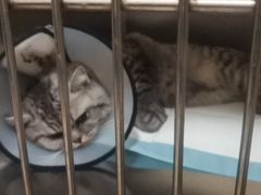 -动物缘宠物医院·骨科·猫科(西二环店)