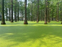 -渌洋湖湿地公园