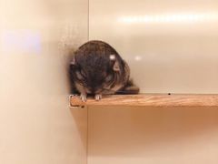 -龙猫仔乐园(惠福东路店)