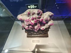 -中国地质博物馆