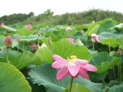-荷塘月色湿地公园·向阳花洲