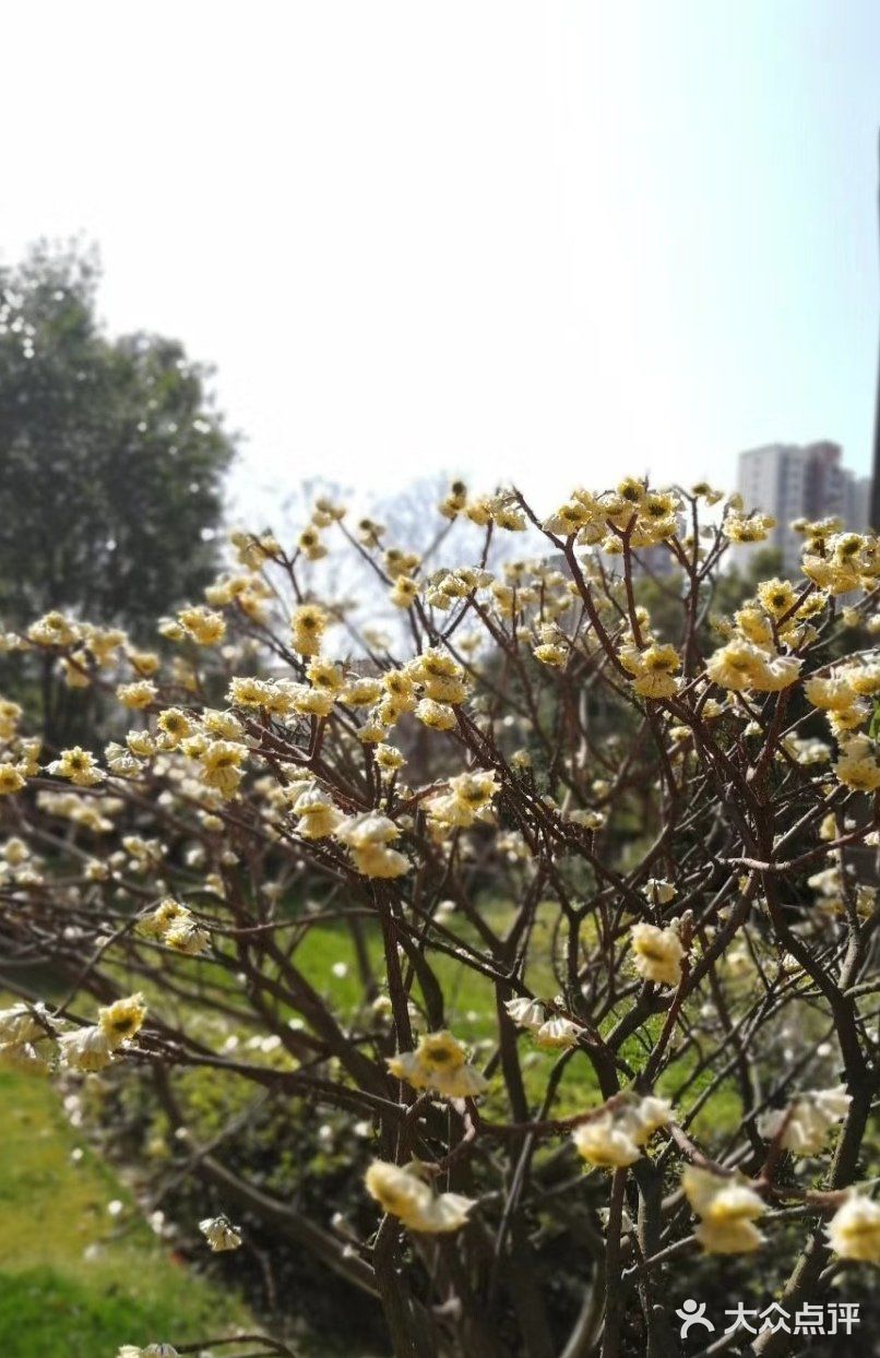 眼前的景，使心情豁然开朗，真的要感谢春天