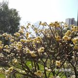 眼前的景，使心情豁然开朗，真的要感谢春天
