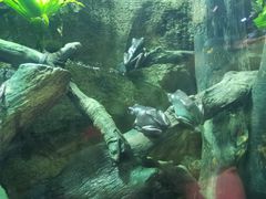 -迪拜水族馆及水下动物园