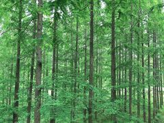 -黄海国家森林公园