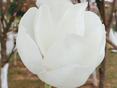 -东莞植物园