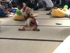 -逗柴咖啡屋·狗咖猫咖宠物桌游