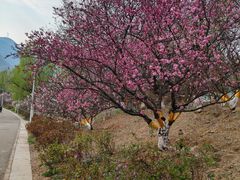 -北京鹫峰国家森林公园