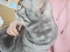 -猫的茶·猫咖