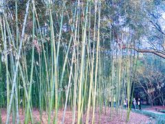 -兰亭风景区