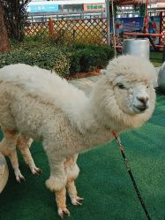 -萌宠亲子动物乐园(槐房万达店)