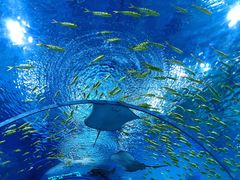 -上海海昌海洋公园