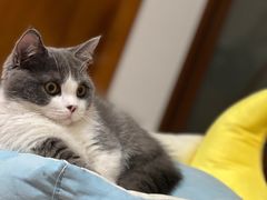 -袖虎·猫馆(体育西路店)
