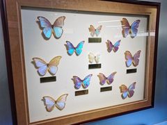 -上海昆虫博物馆