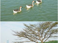 -海珠湖公园