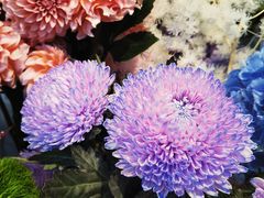 -爱尚幸福鲜花(上地实体店)