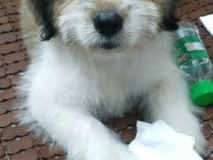 -乐琪宠物医院·犬猫专科·骨外科·急重症