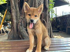 -柴犬高等学院·狗咖·柴犬售卖·宠物训练