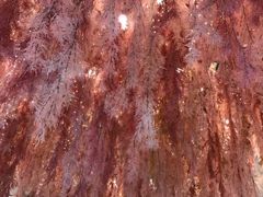 -新世界百货(明洞总店)