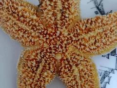 -宾朋海鲜美食餐厅·特色美食(兴海路店)