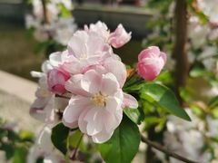 -海棠花溪(元大都城垣遗址公园)