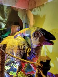 -恐龙探索乐园(磁器口店)