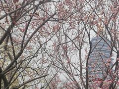 -红梅公园