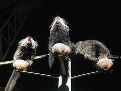 -清迈夜间动物园