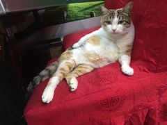 -郭记原生态烤羊腿(长宁路店)