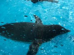 -帝企鹅自助餐厅•儿童岛•真企鹅(长隆企鹅酒店)