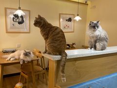 -滚猫咖啡·猫咖·猫友好撸猫(未来城店)