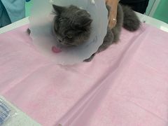 -北京观赏动物医院·24小时大型综合·猫专科·异宠专科