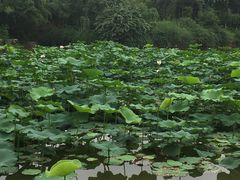 景点-龙头寺公园