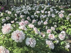 -仁和公园(顺义区)