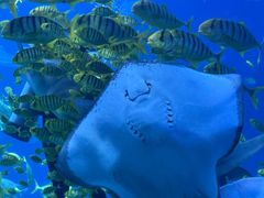 -太平洋海底世界