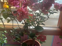 -粗粮人家·东北菜(洋桥店)