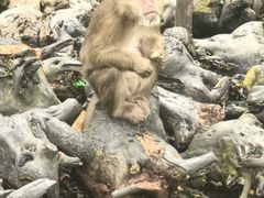 -野象谷景区