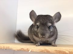 -龙猫仔乐园(惠福东路店)