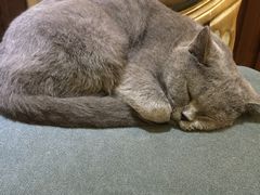 -more than meow吴止猫主题餐厅(承德 中船汇店)