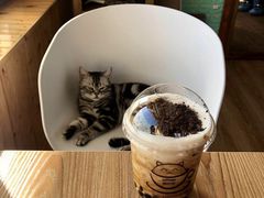-猫的茶·猫咖