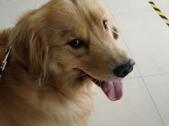 -康旭宠物医院(郑州总院)