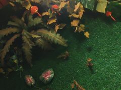 -醉美东江·三文鱼·烧鸡公