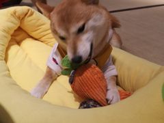 -逗柴咖啡屋·狗咖猫咖宠物桌游