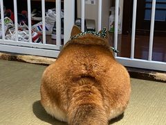 -逗柴咖啡屋·狗咖猫咖宠物桌游