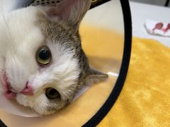 -派特宠物医院(圆融广场店)