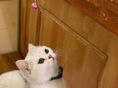 -猫色咖啡·猫咖